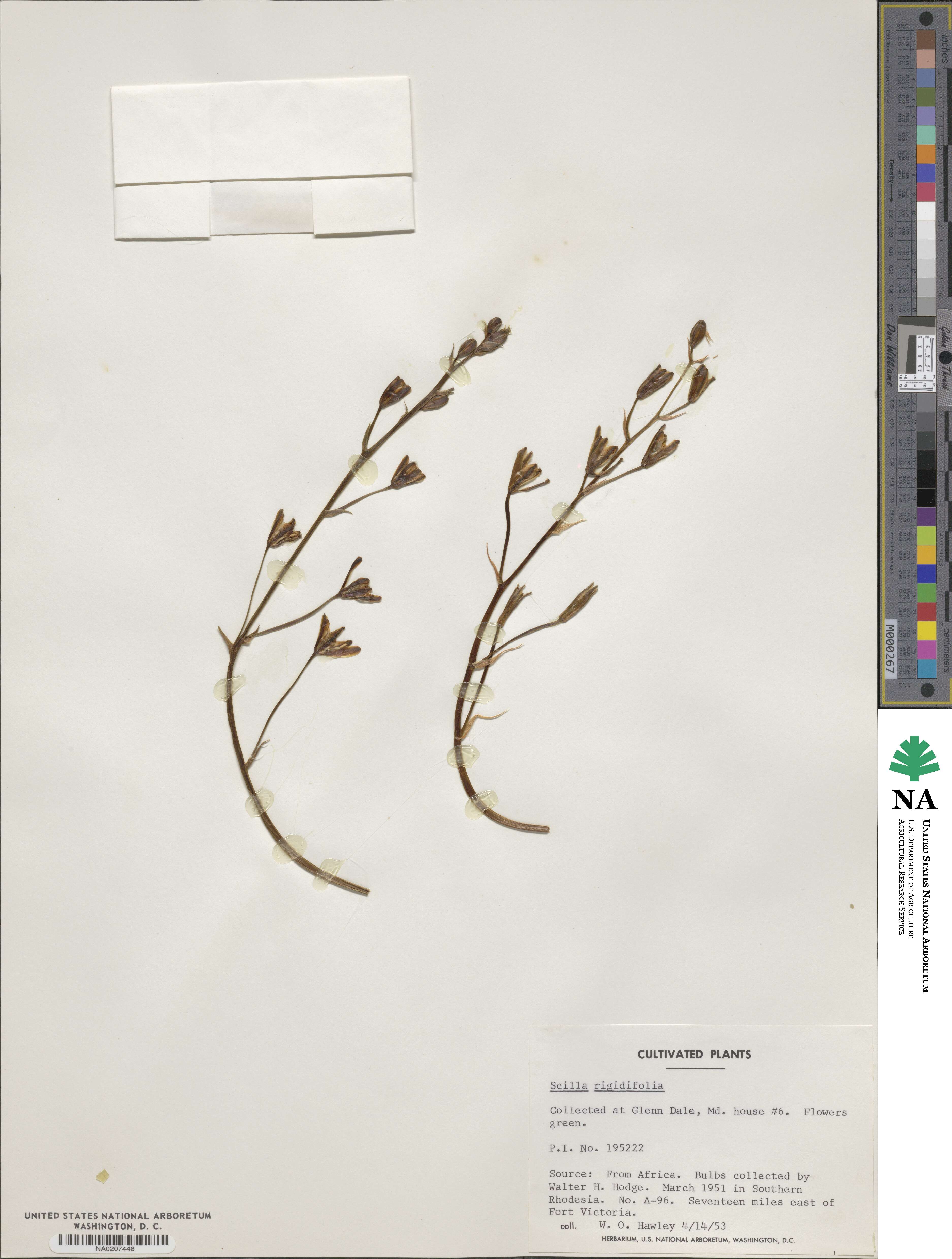 Schizocarphus nervosus image