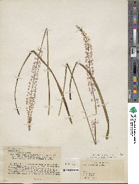 Barnardia japonica var. japonica image