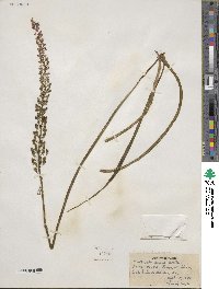 Barnardia japonica var. japonica image