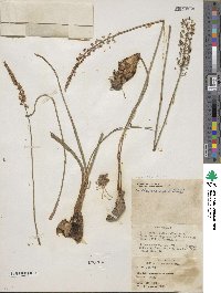 Barnardia japonica var. japonica image