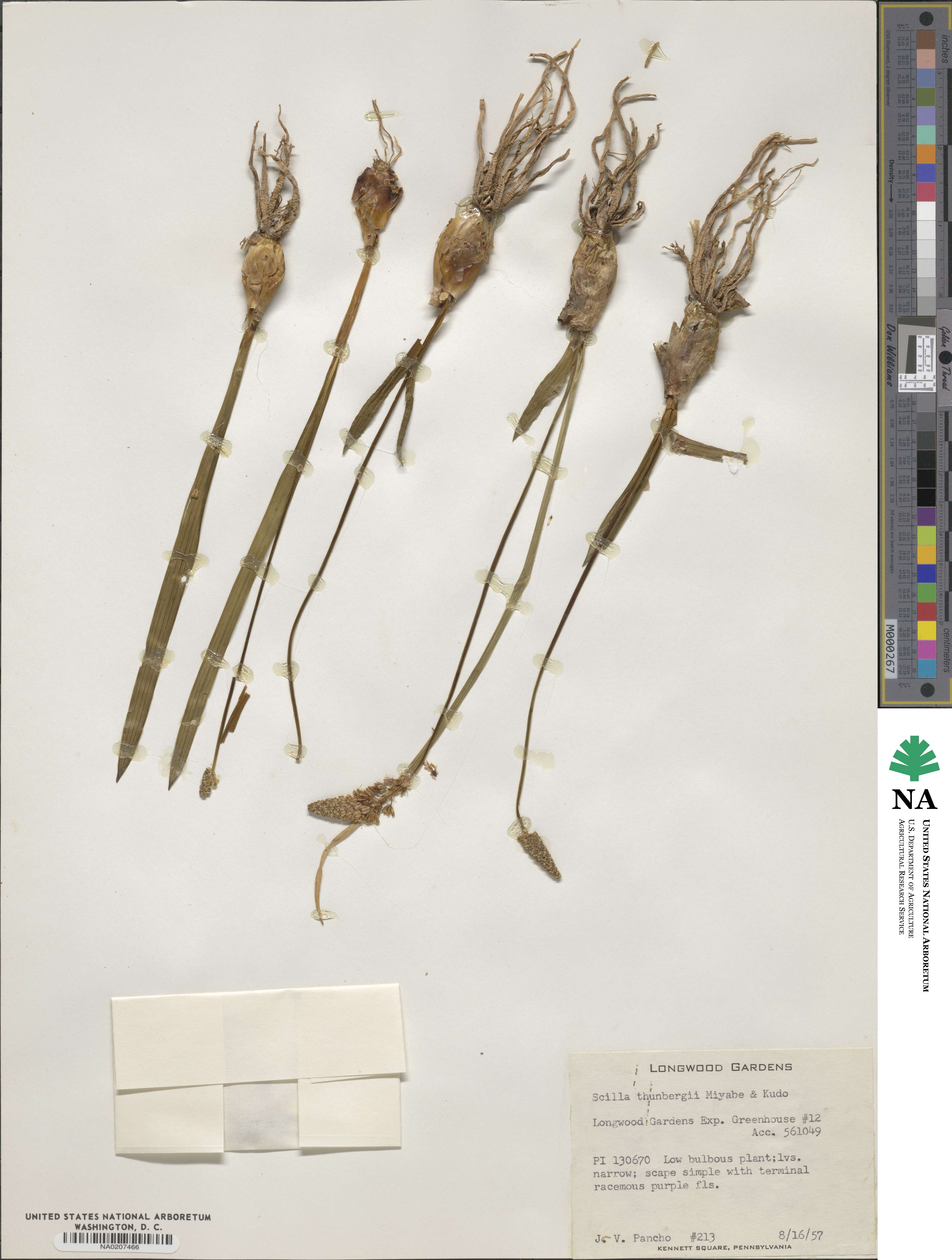 Barnardia japonica image