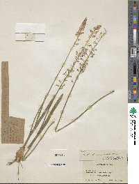 Barnardia japonica image