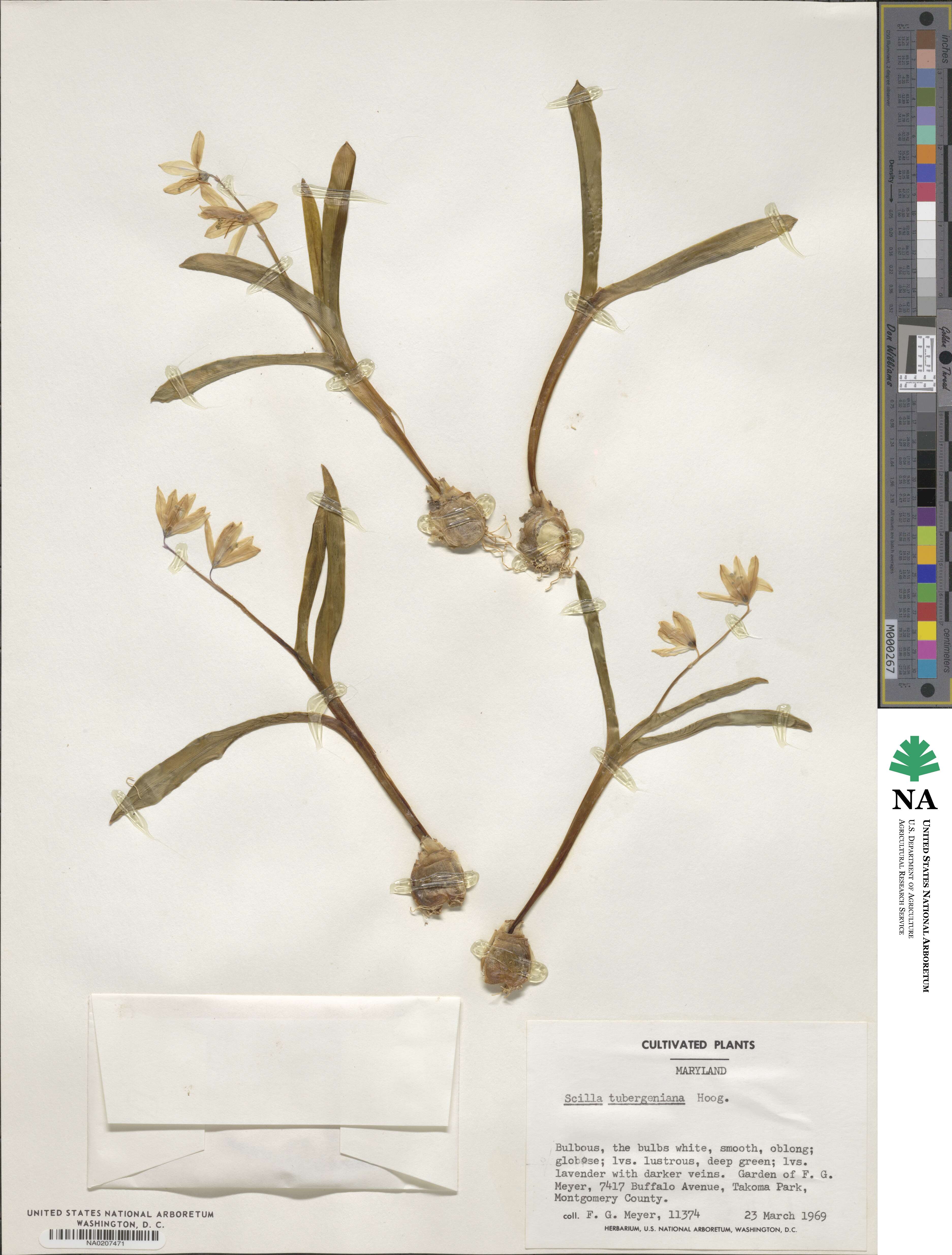 Scilla mischtschenkoana image