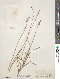 Camassia scilloides image