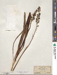 Camassia scilloides image