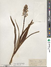 Camassia scilloides image