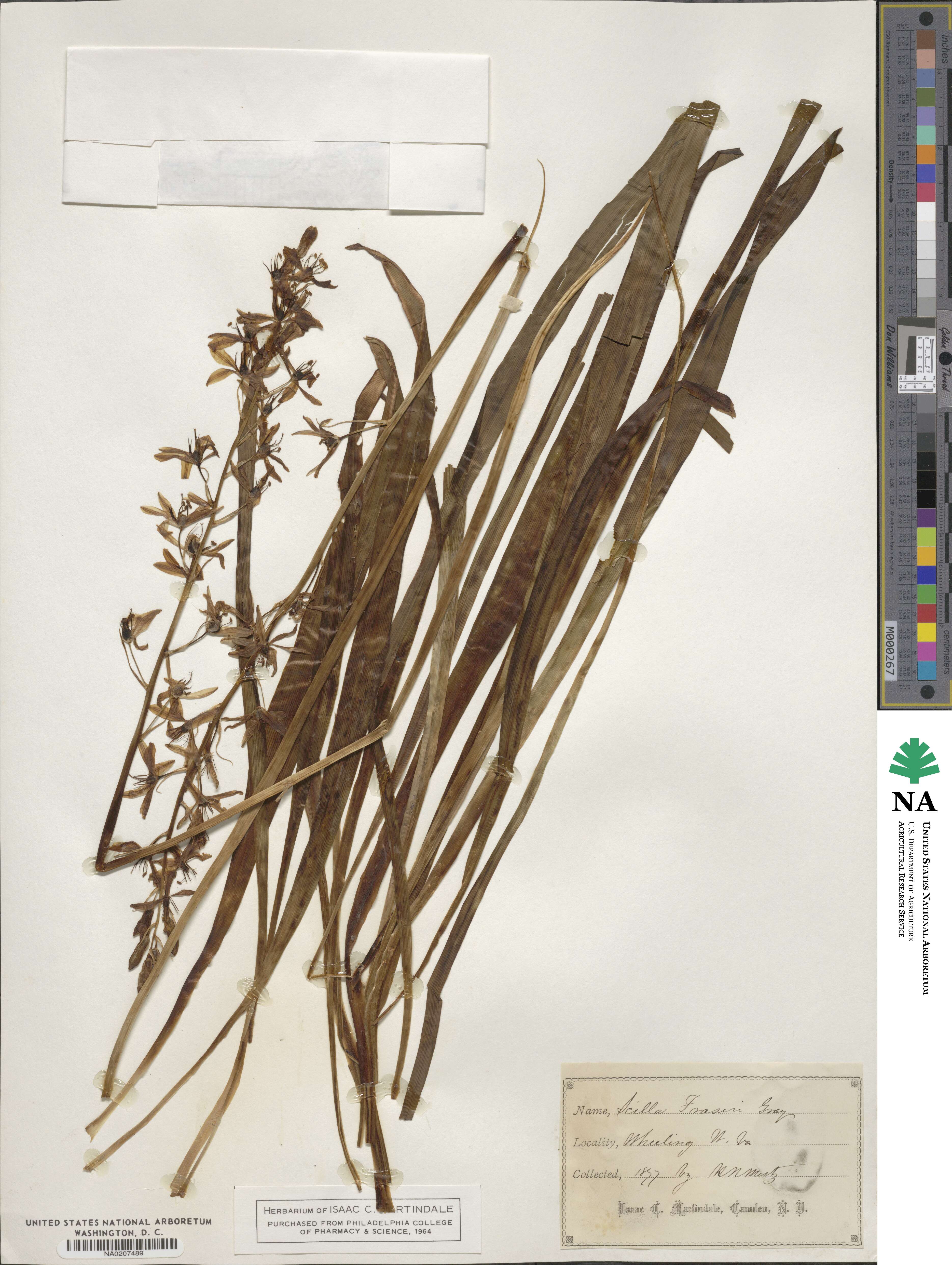 Camassia scilloides image