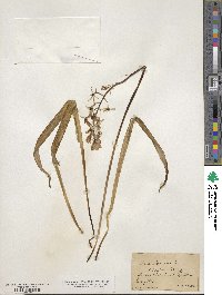 Camassia scilloides image