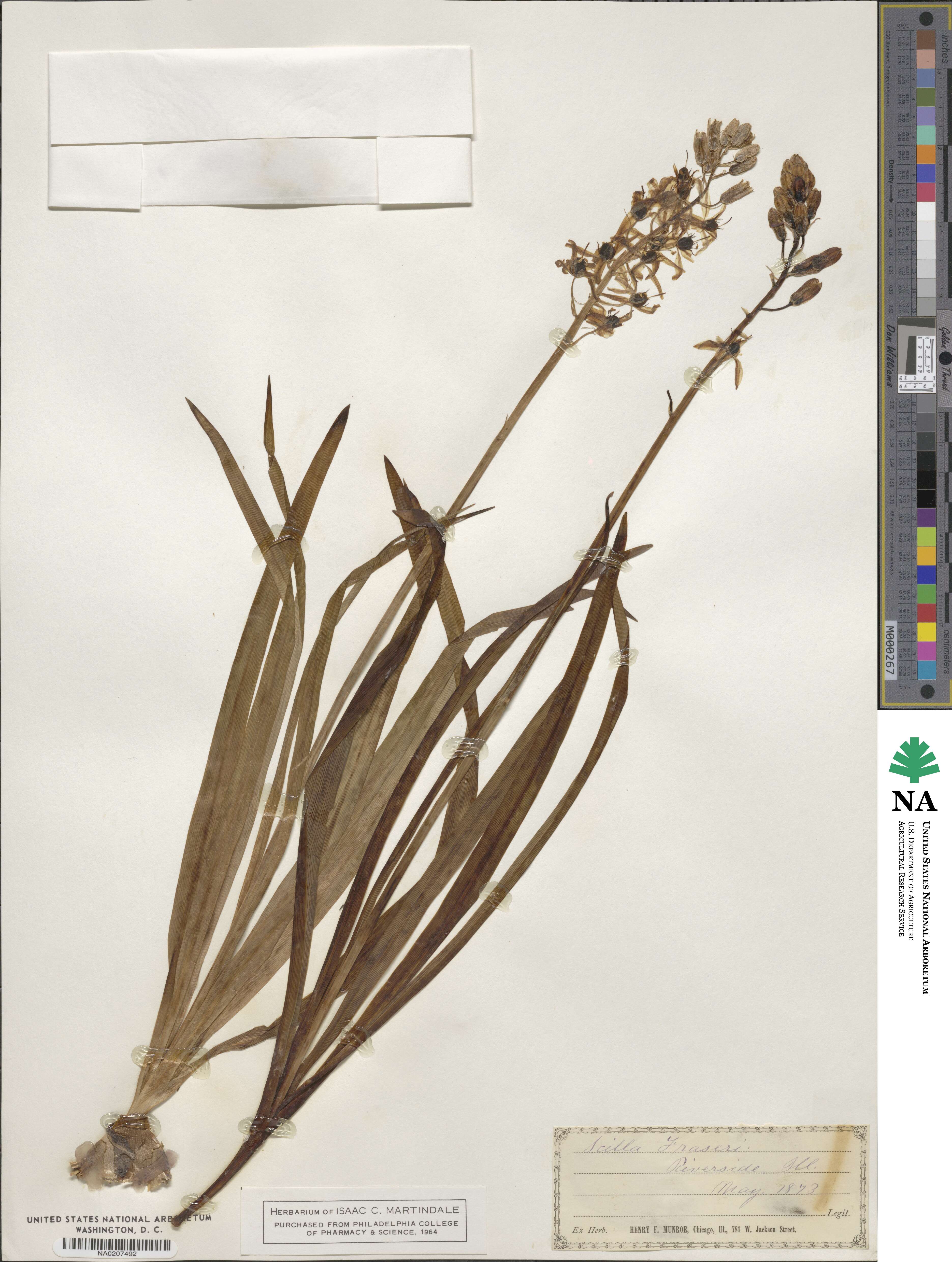 Camassia scilloides image