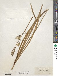 Camassia leichtlinii image