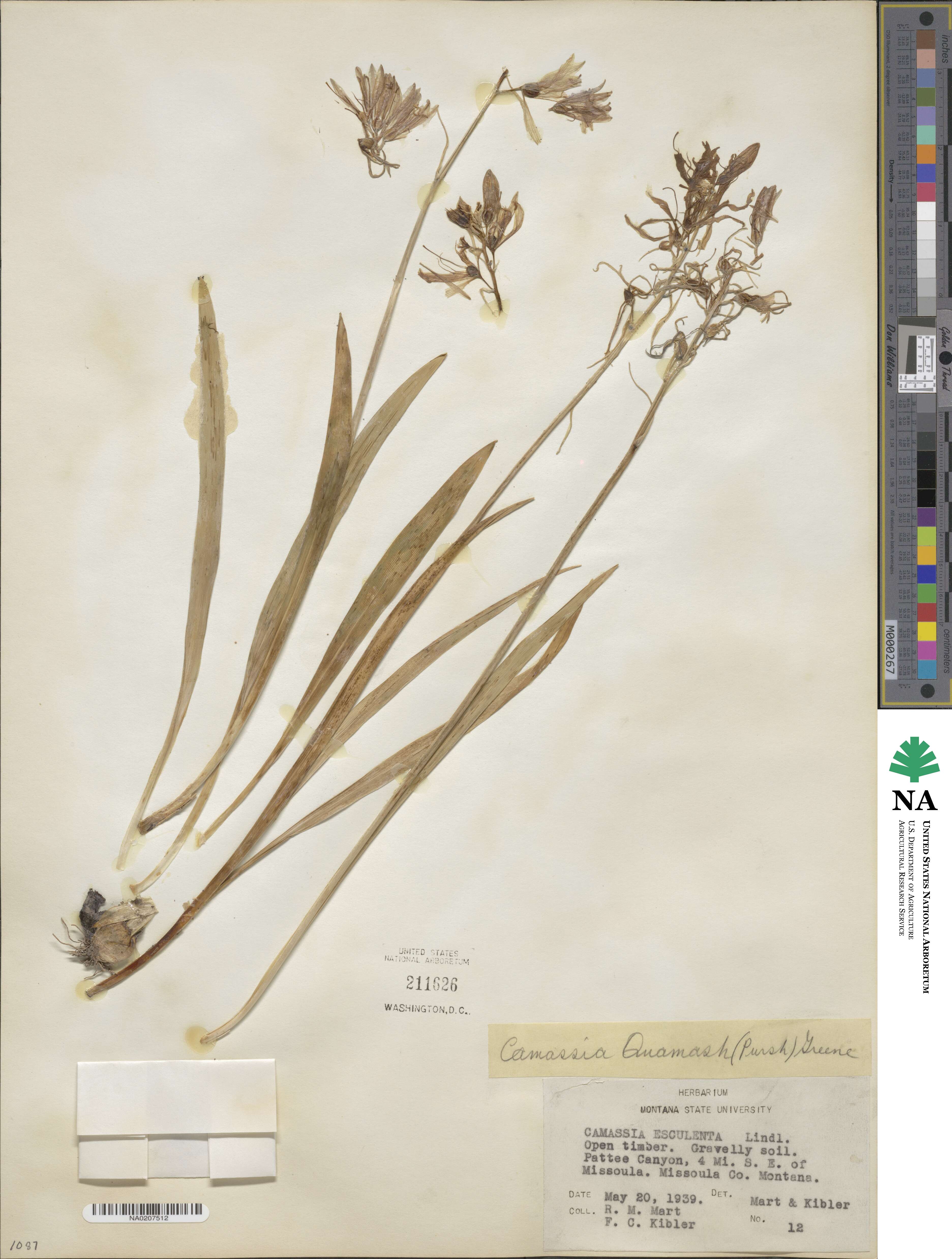 Camassia quamash image