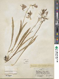 Camassia quamash image