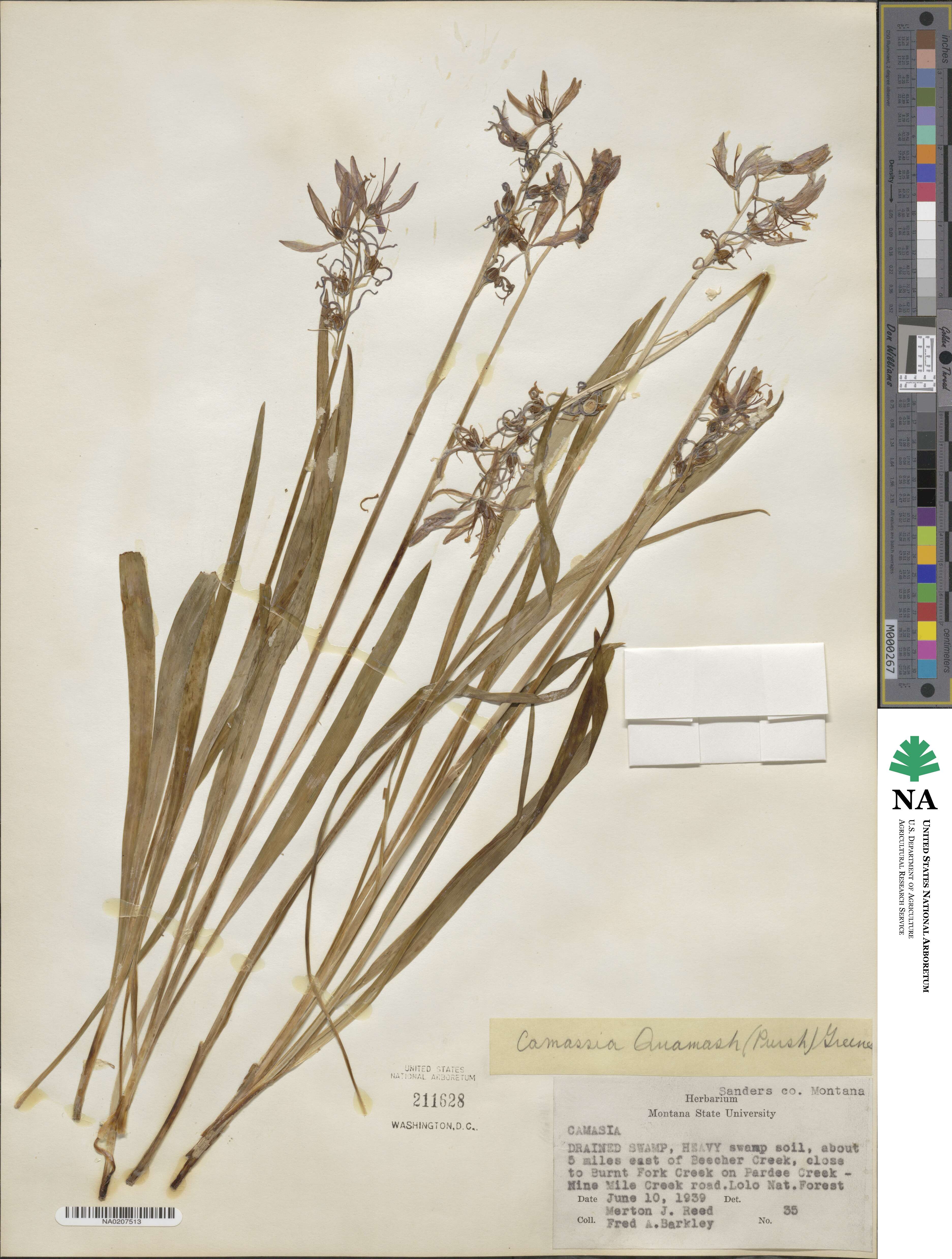 Camassia quamash image