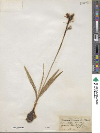 Camassia quamash image