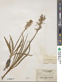 Camassia quamash image