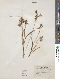 Camassia quamash image