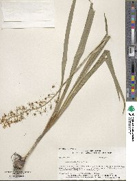 Camassia scilloides image