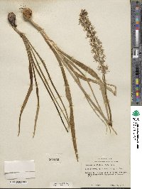 Camassia scilloides image