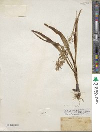 Camassia scilloides image