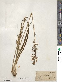 Camassia scilloides image