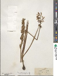 Camassia scilloides image