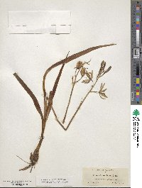 Camassia scilloides image