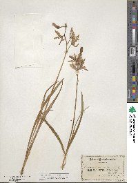 Camassia scilloides image