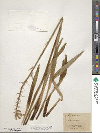 Camassia scilloides image