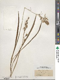 Camassia scilloides image