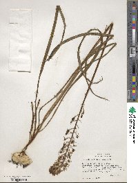 Camassia scilloides image