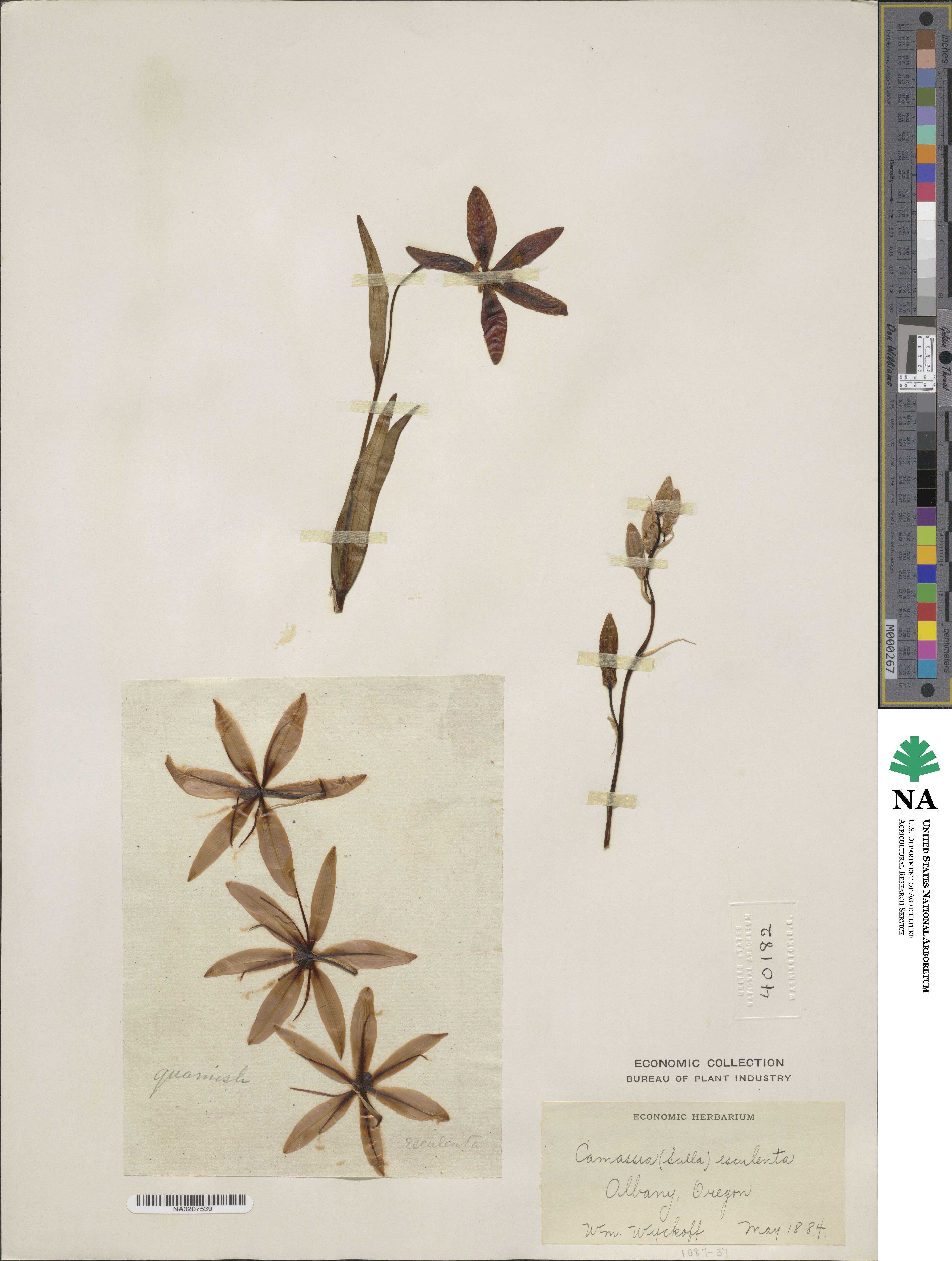 Camassia scilloides image