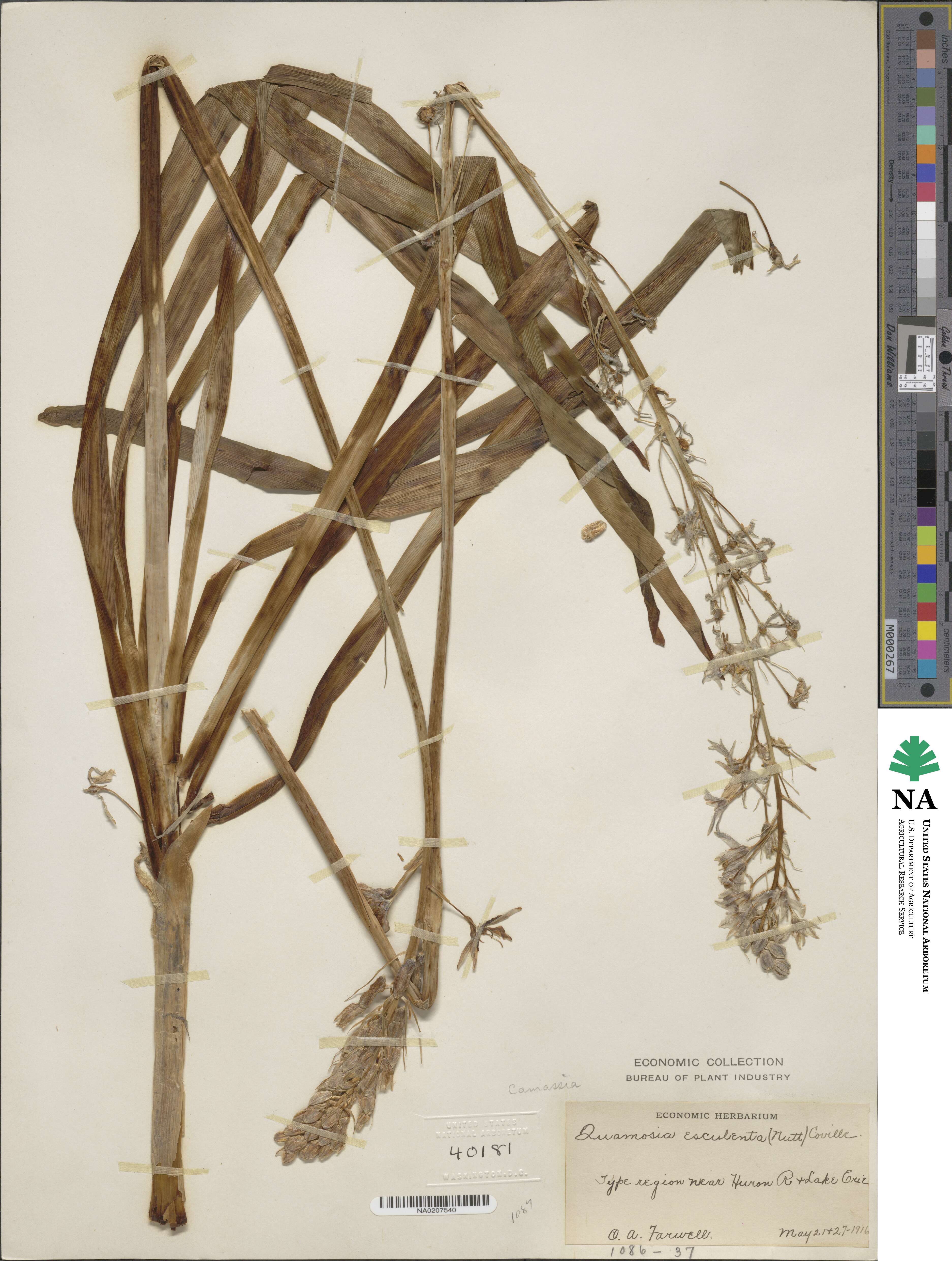 Camassia scilloides image