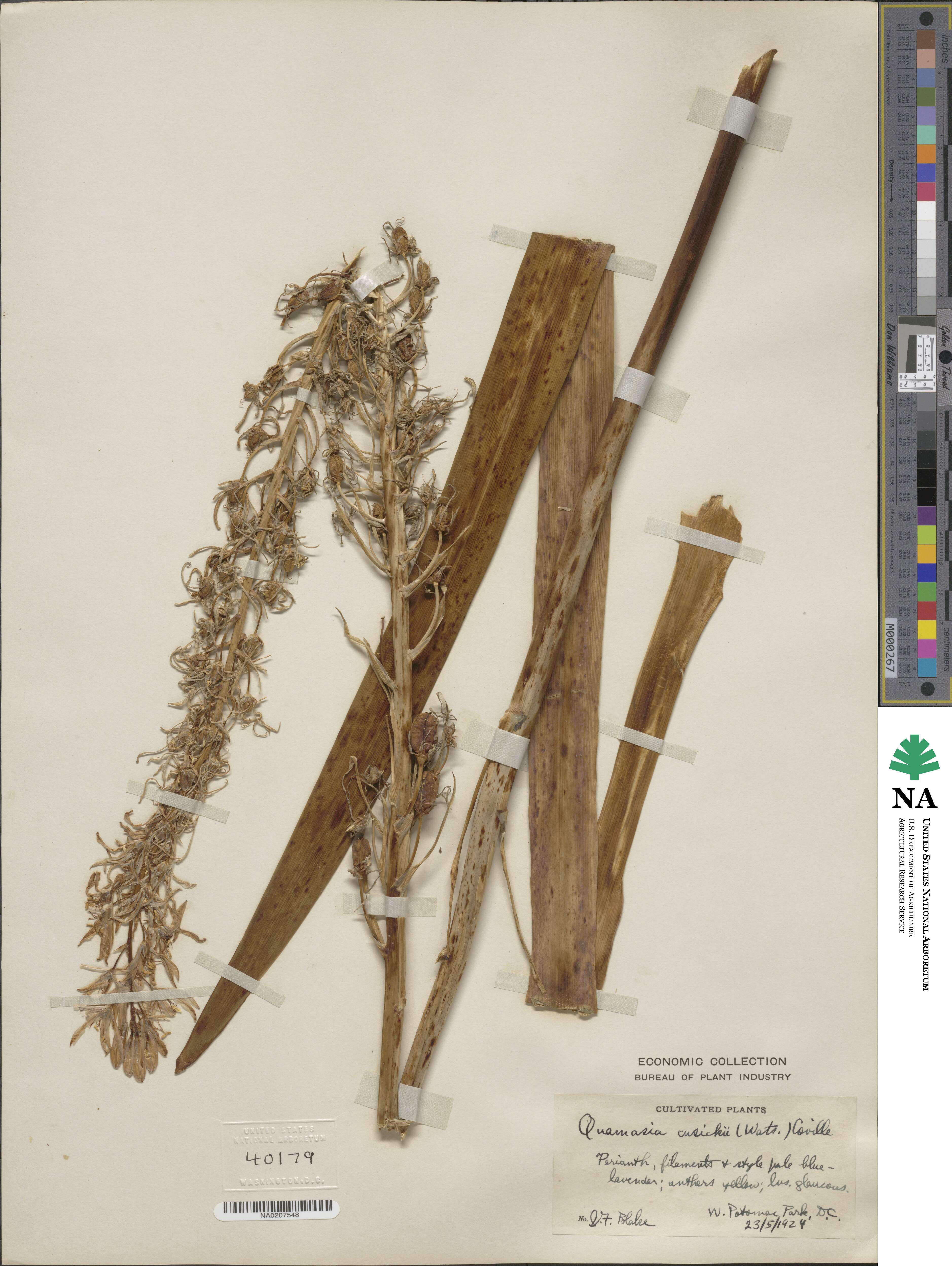 Camassia cusickii image