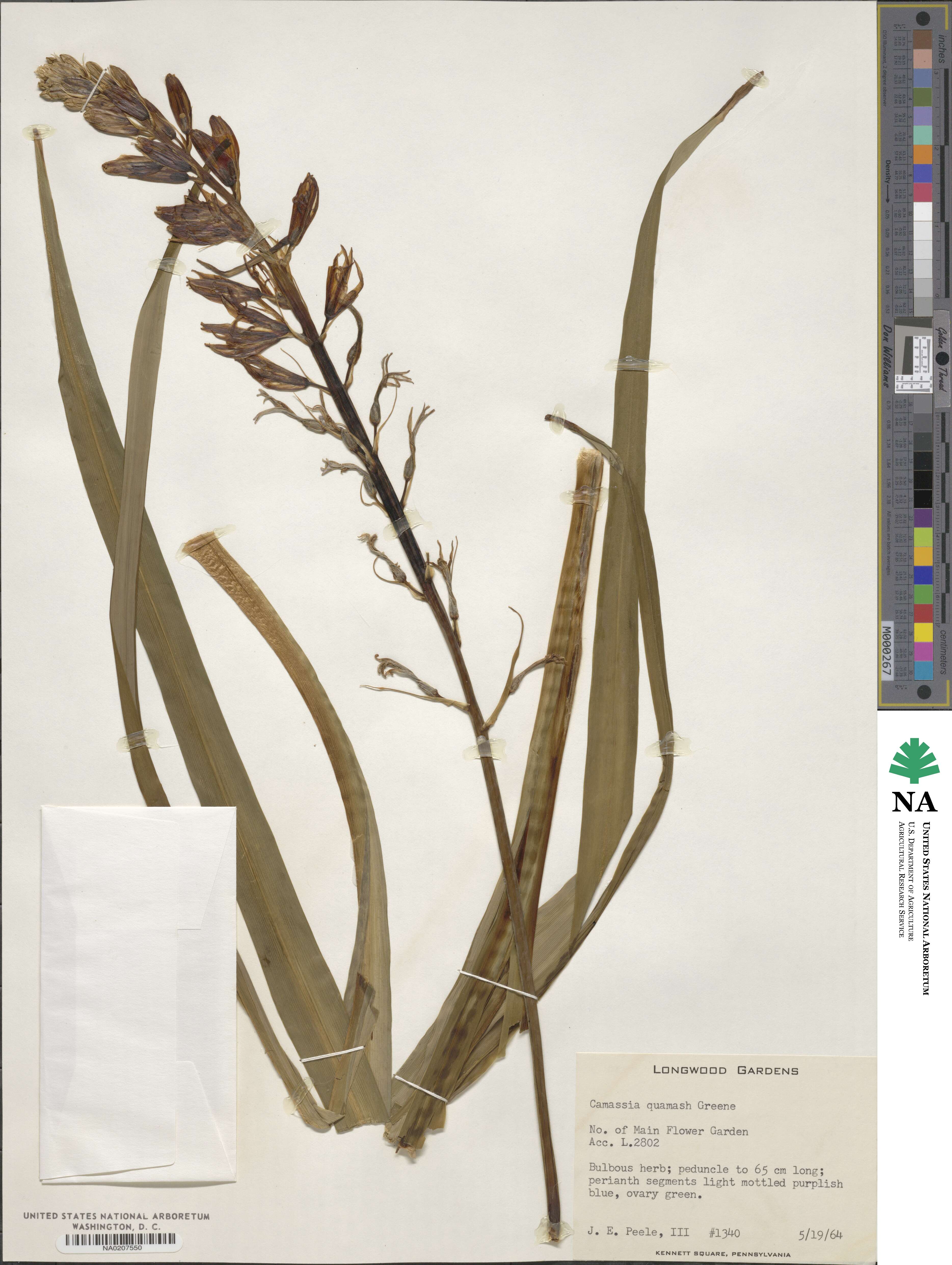 Camassia quamash image