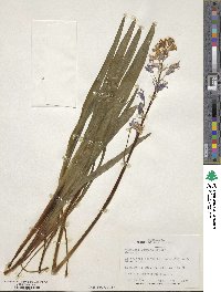 Camassia quamash image