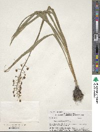 Camassia scilloides image