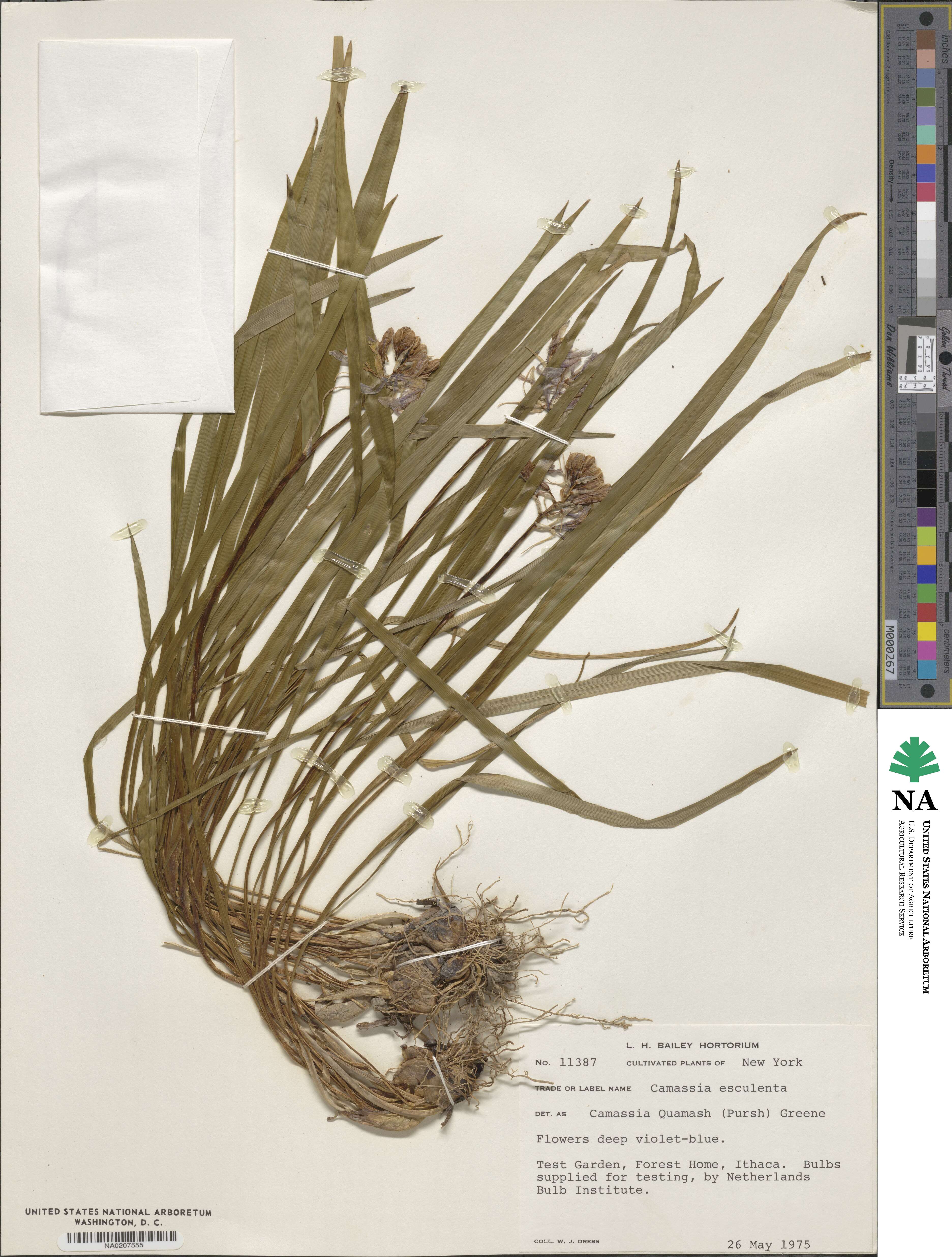 Camassia scilloides image