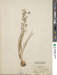 Camassia scilloides image