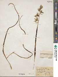 Ornithogalum nutans image