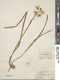 Ornithogalum nutans image