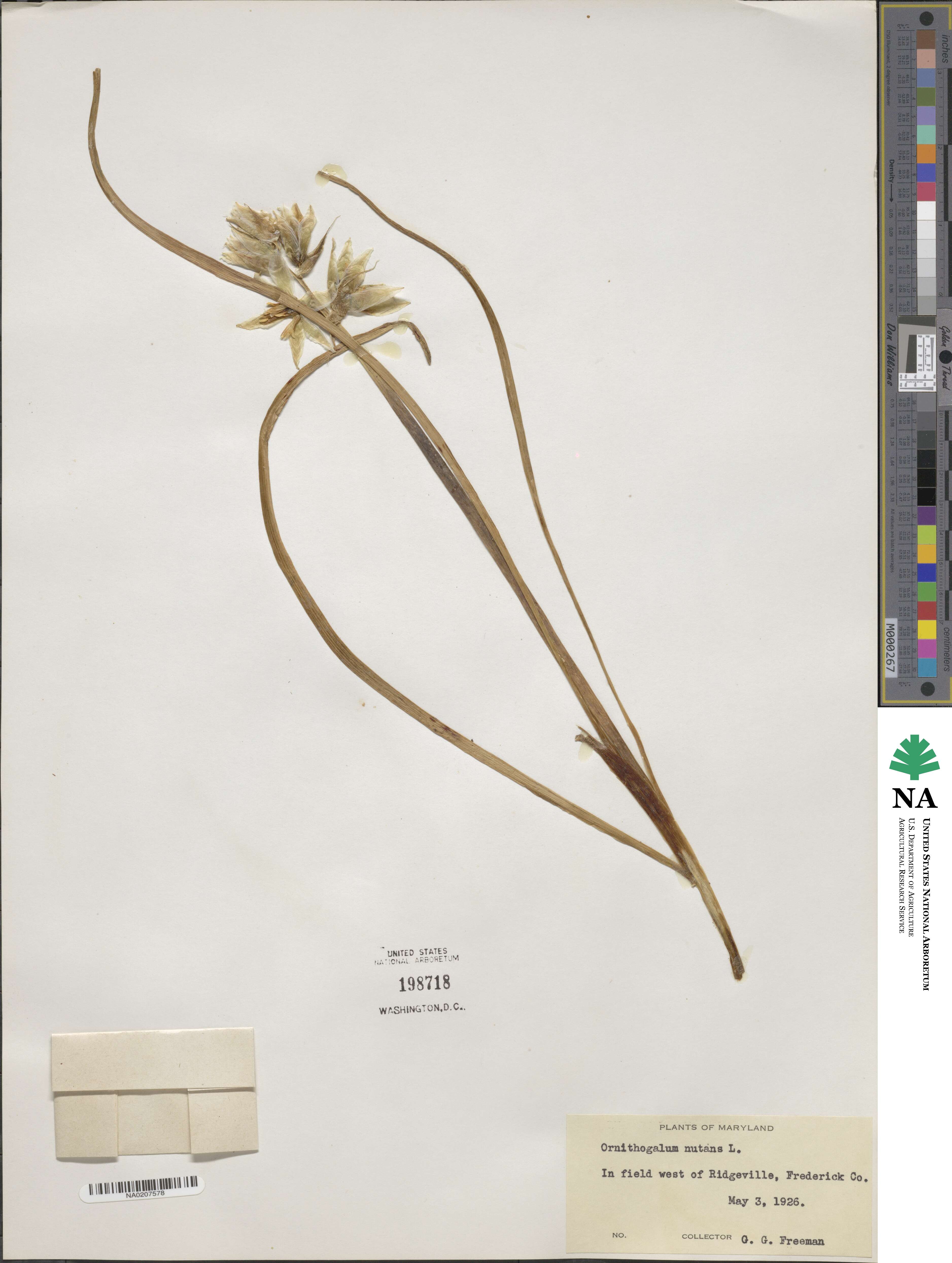 Ornithogalum nutans image