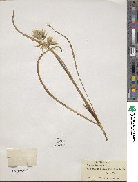 Ornithogalum nutans image