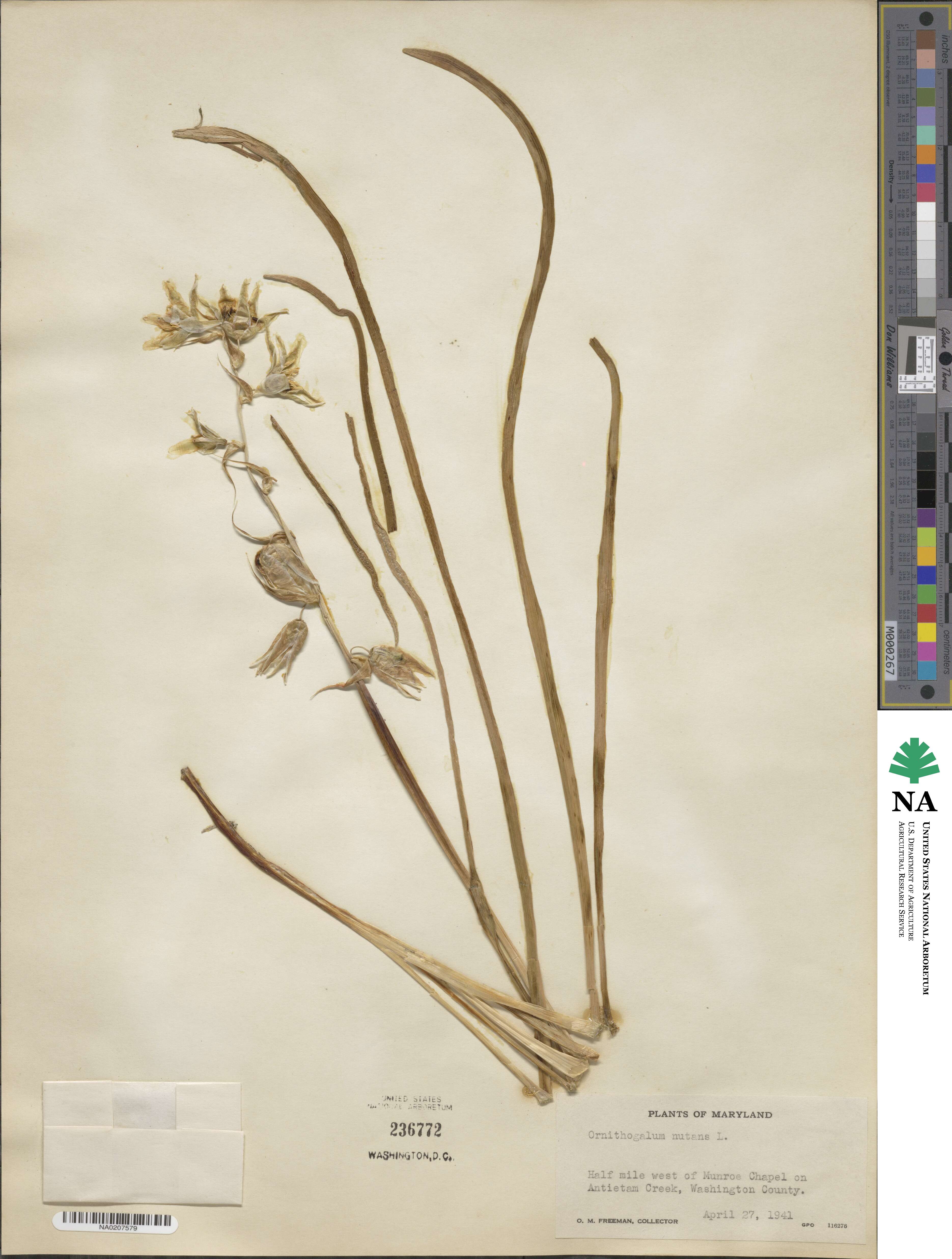 Ornithogalum nutans image