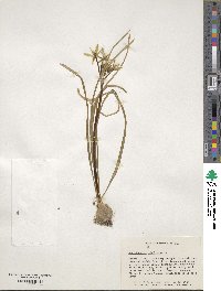 Ornithogalum umbellatum image