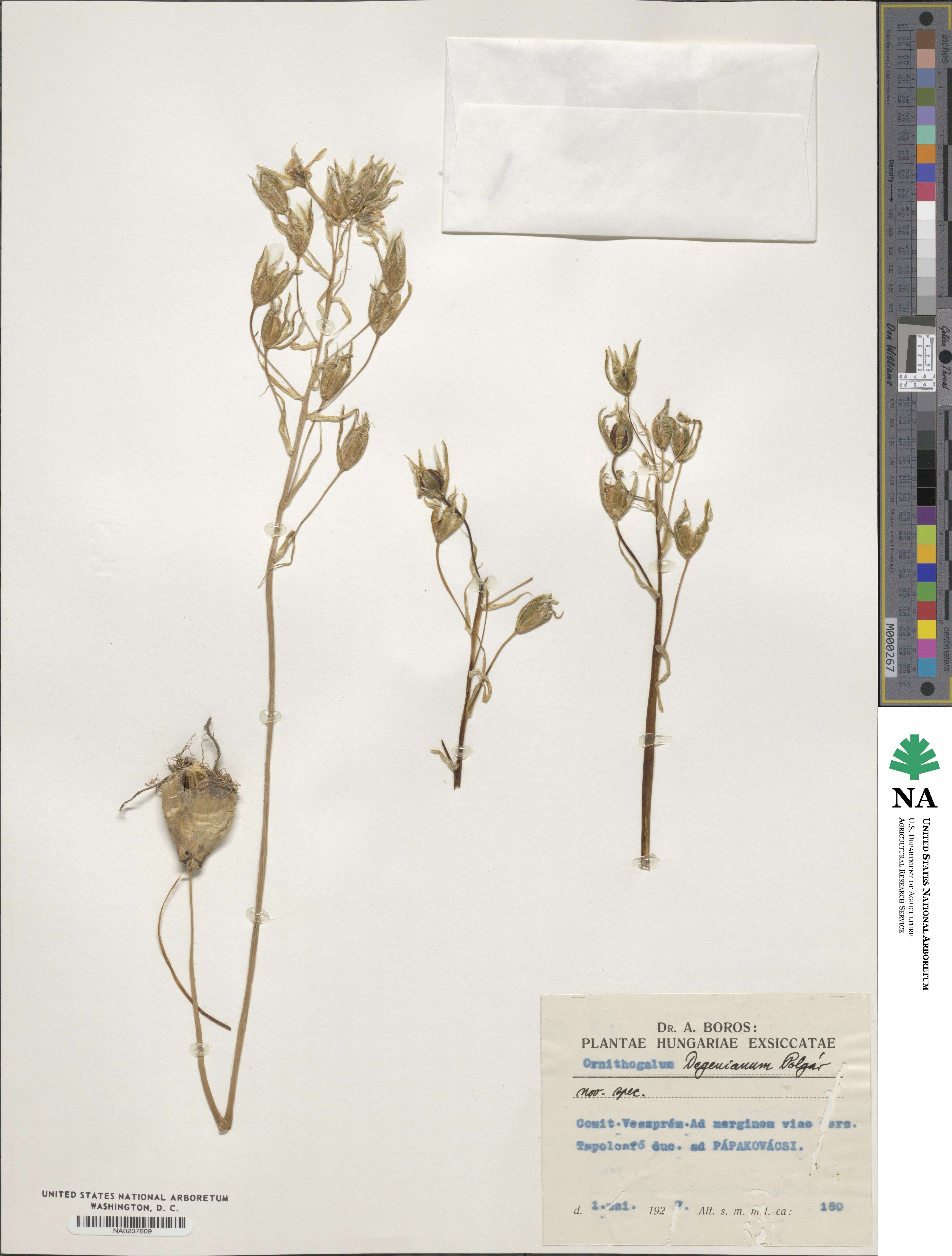 Ornithogalum × degenianum image