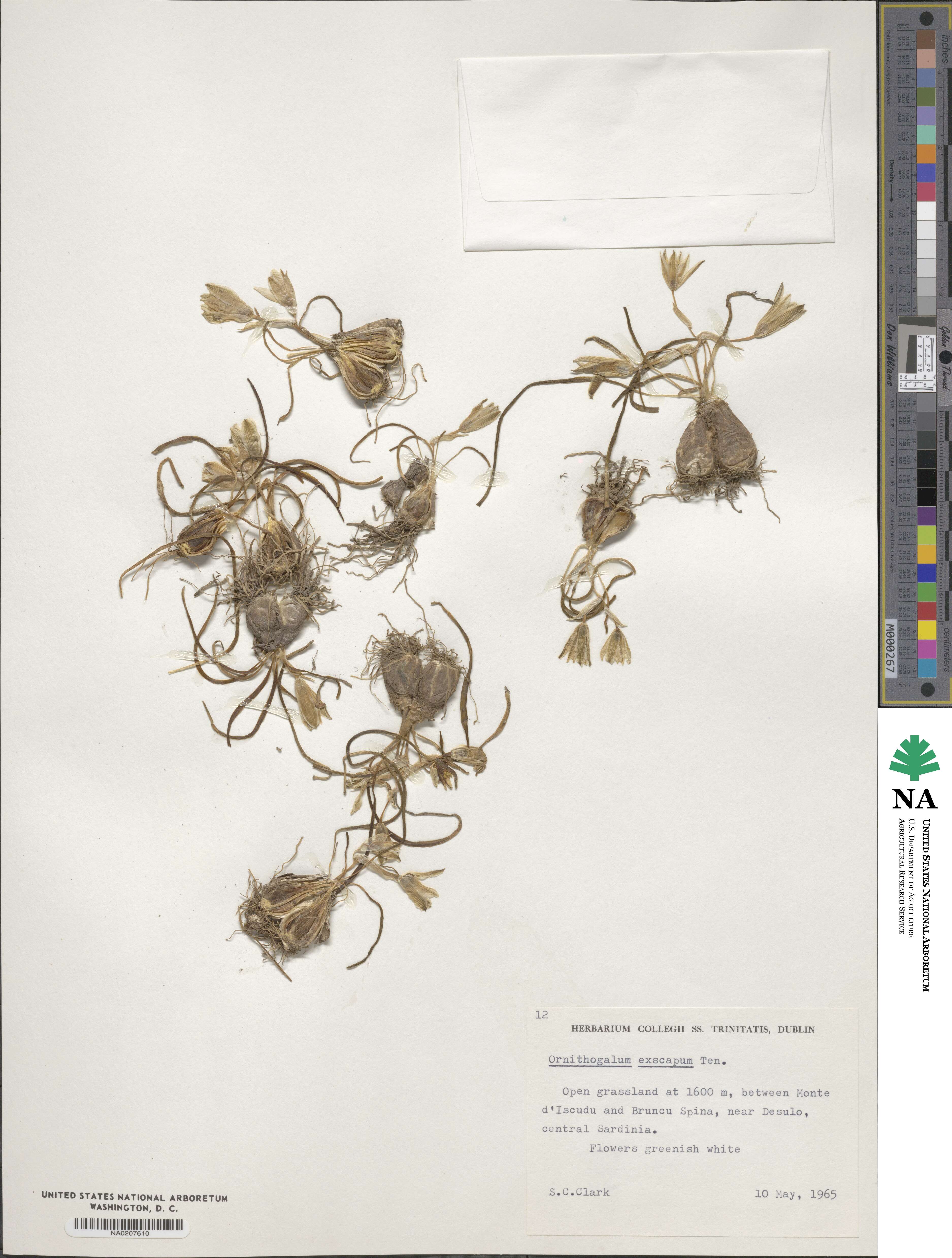 Ornithogalum exscapum image