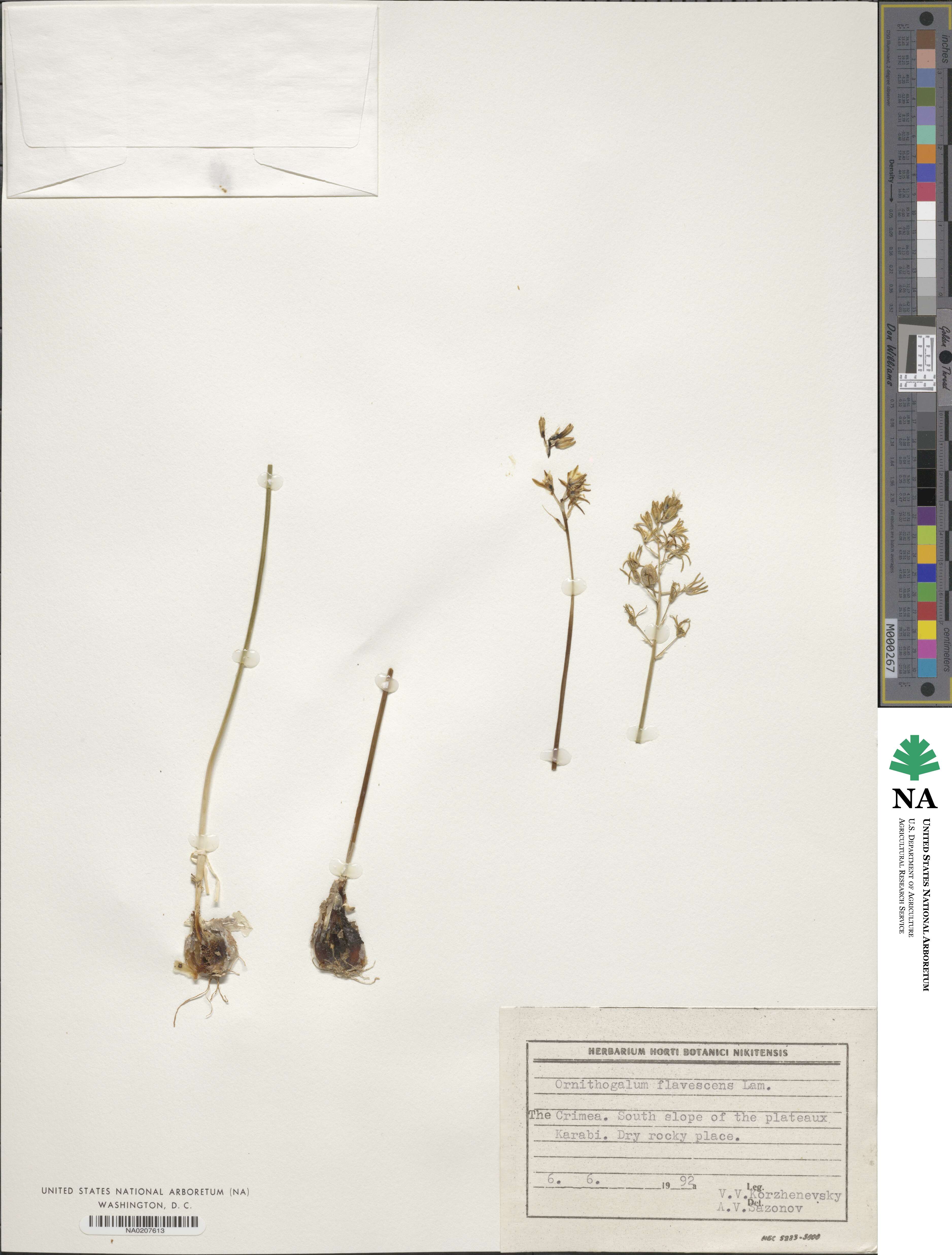 Ornithogalum flavescens image