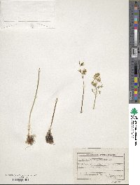 Ornithogalum flavescens image