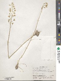 Ornithogalum flavescens image