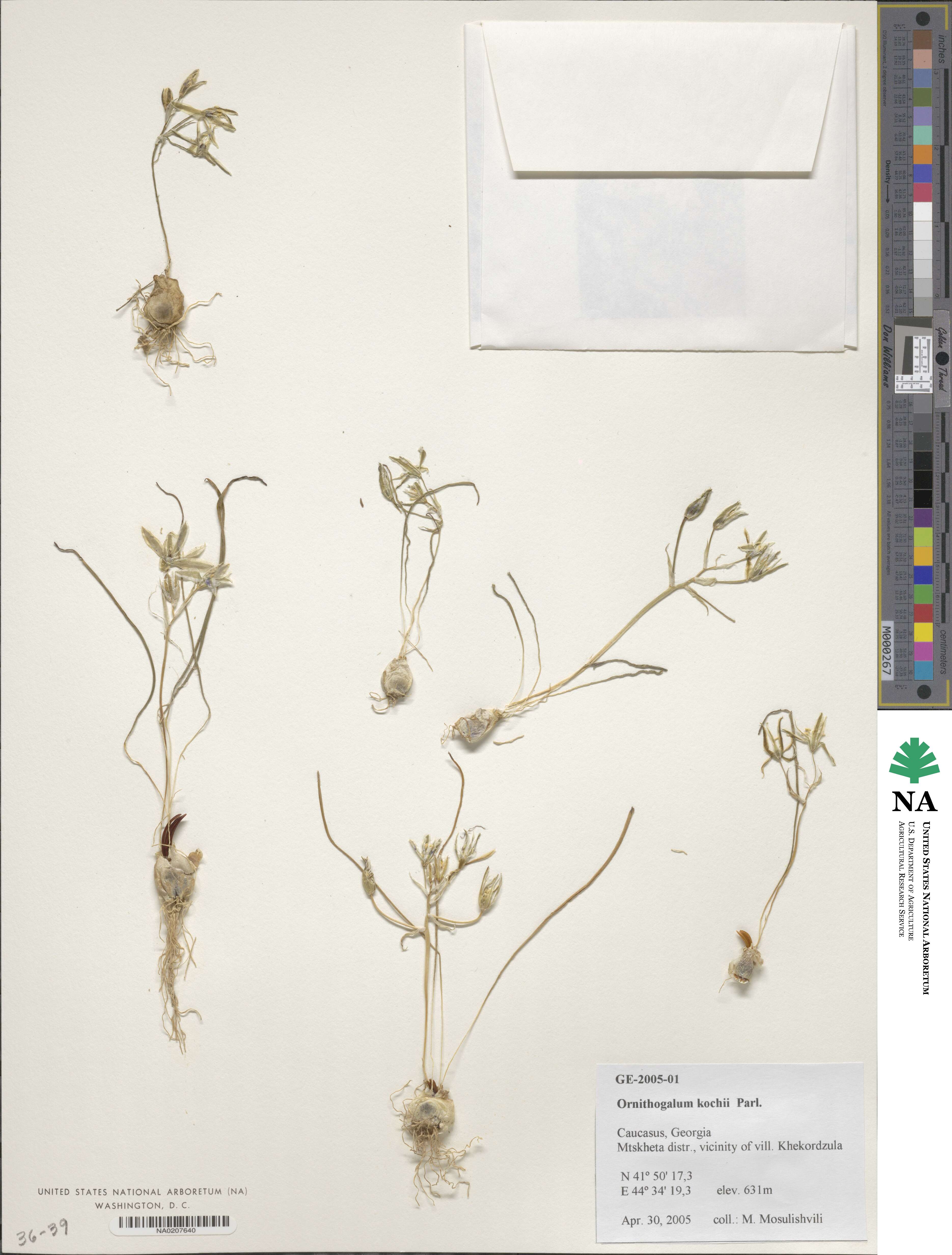 Ornithogalum orthophyllum subsp. kochii image